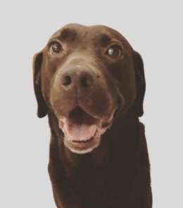 Pet